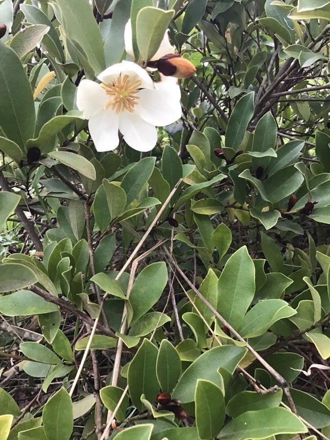 Magnolia laevifolia flower