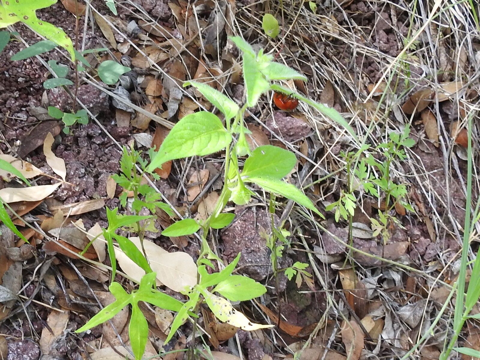 Solanum deflexum habit