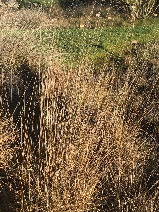 Rhynchospora alba leaf