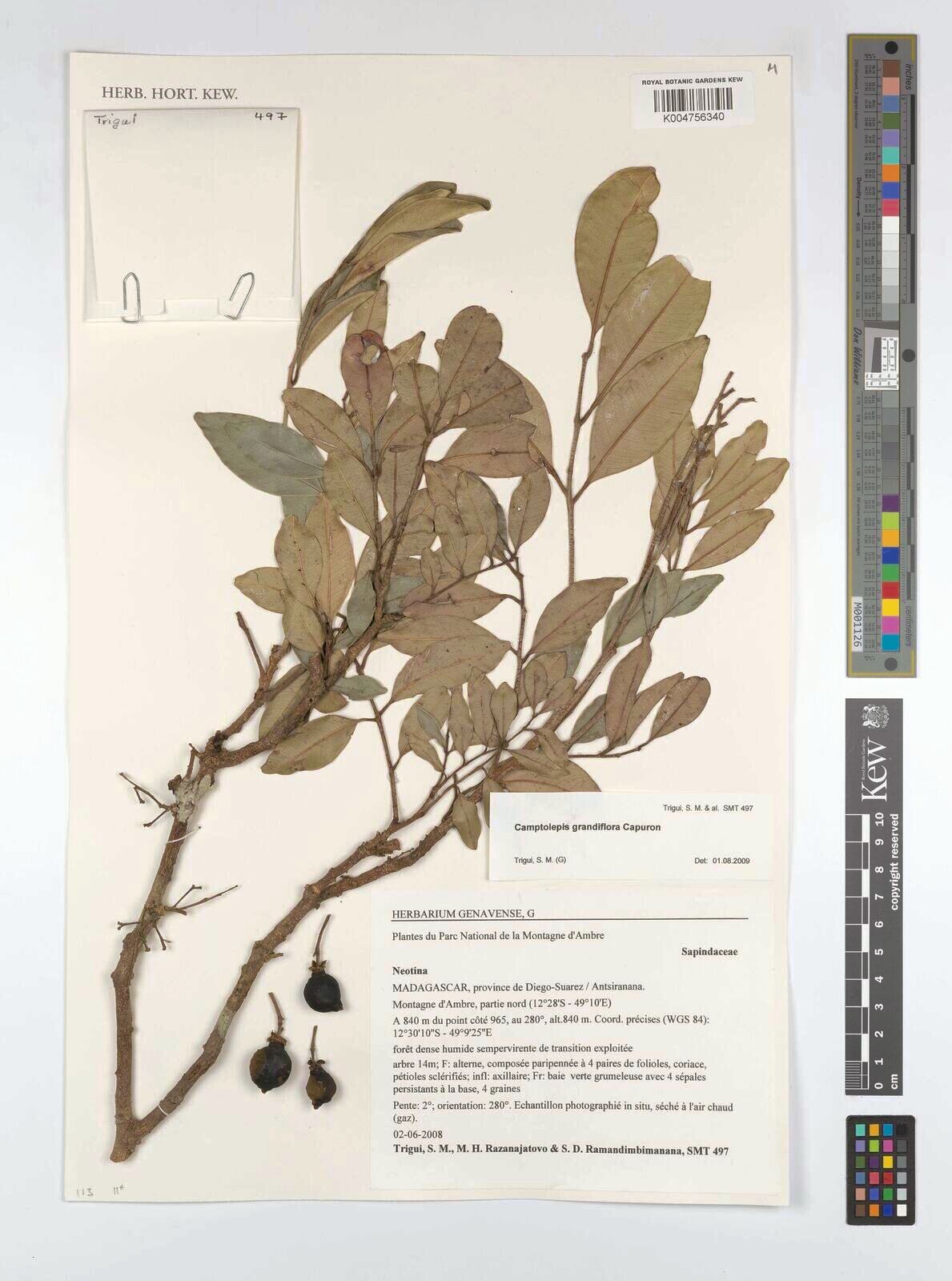 Camptolepis grandiflora — related species from the same genus