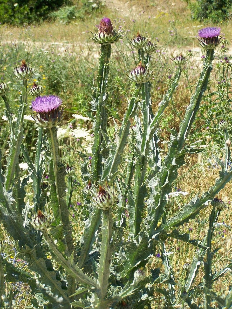 Onopordum platylepis flower
