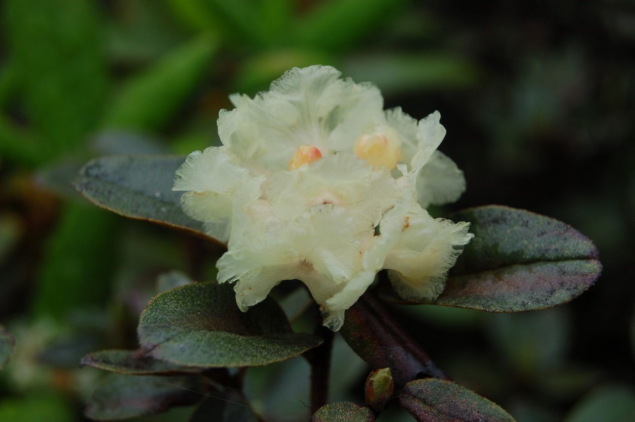 Rhododendron anthopogon flower
