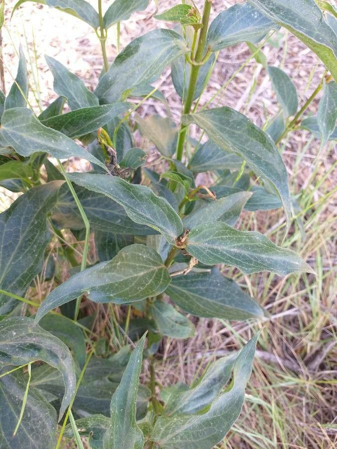 Vincetoxicum Hirundinaria — related species from the same genus