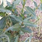 Vincetoxicum Hirundinaria