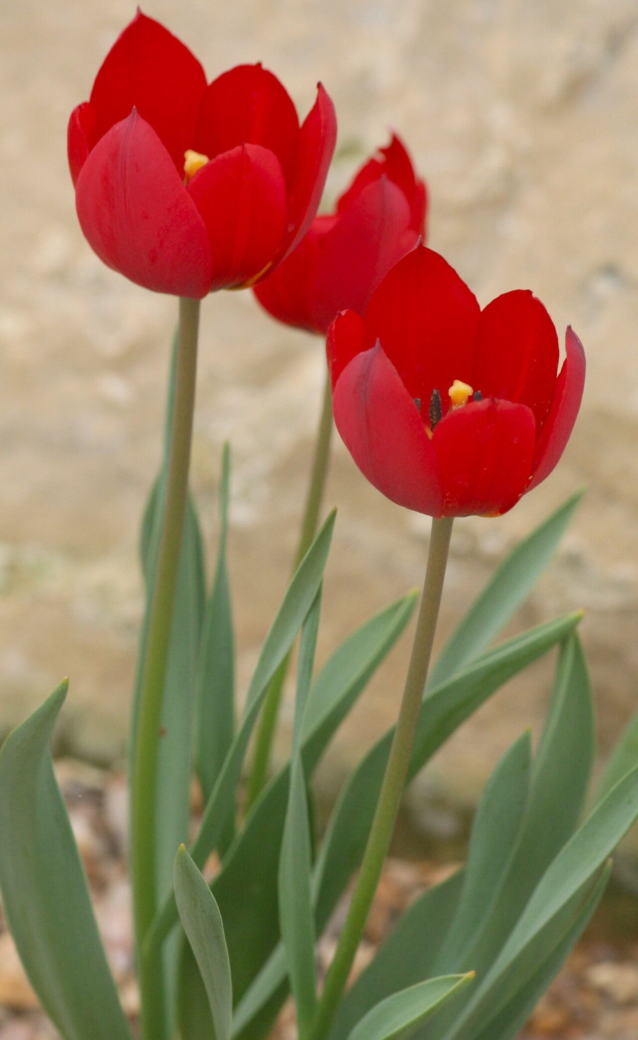 Tulipa julia flower
