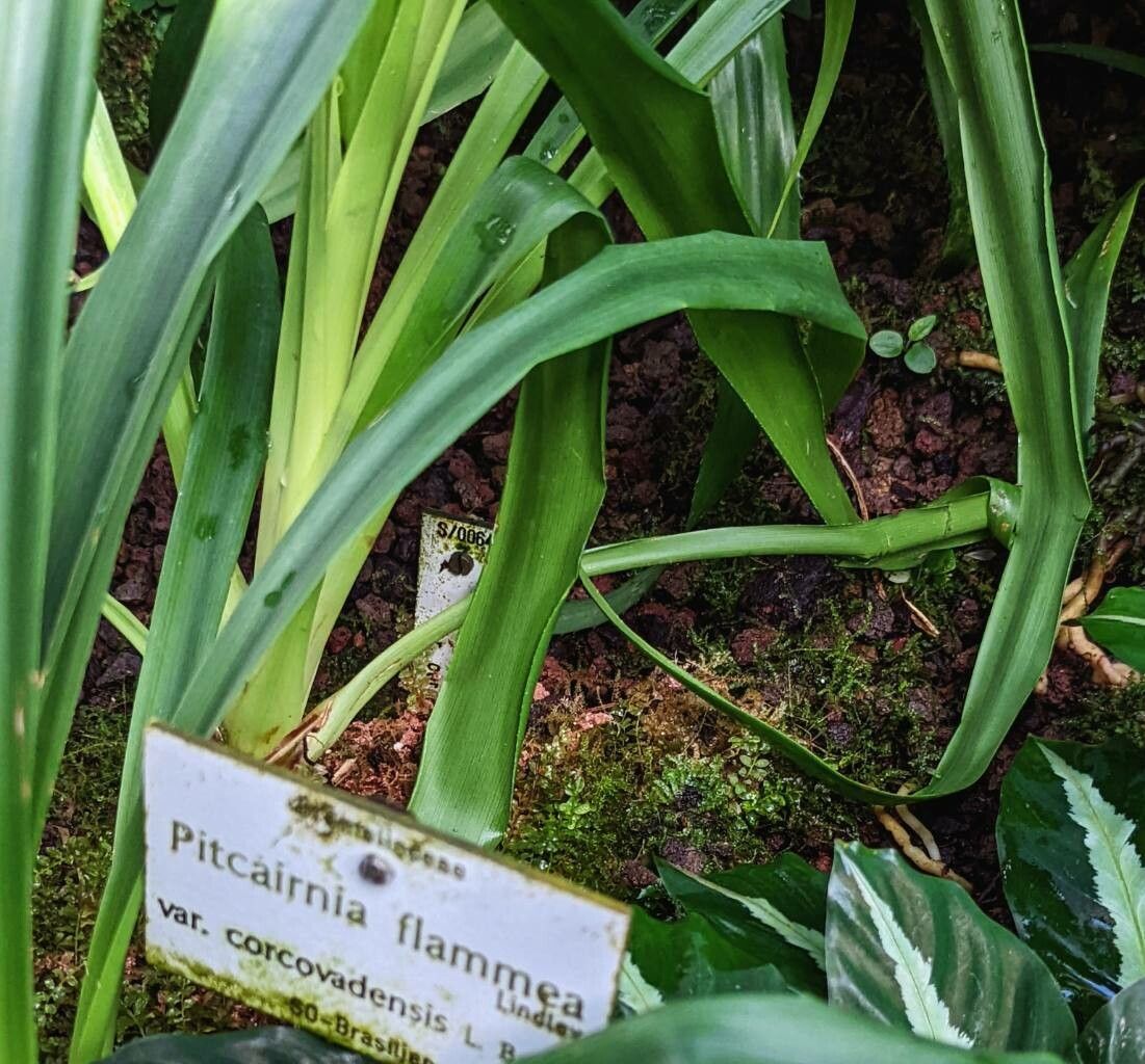 Pitcairnia flammea — search result for 'Pitcairnia'