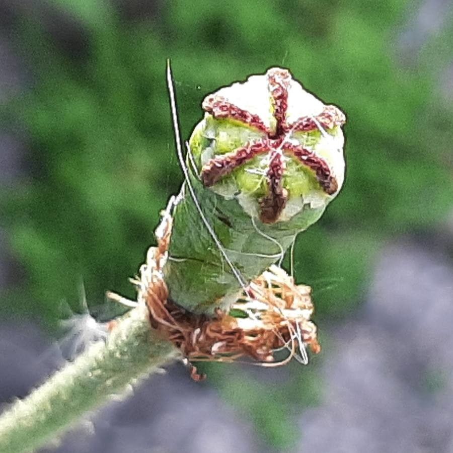 Papaver atlanticum fruit