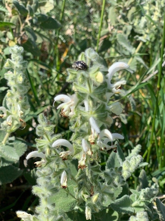 Salvia dominica habit