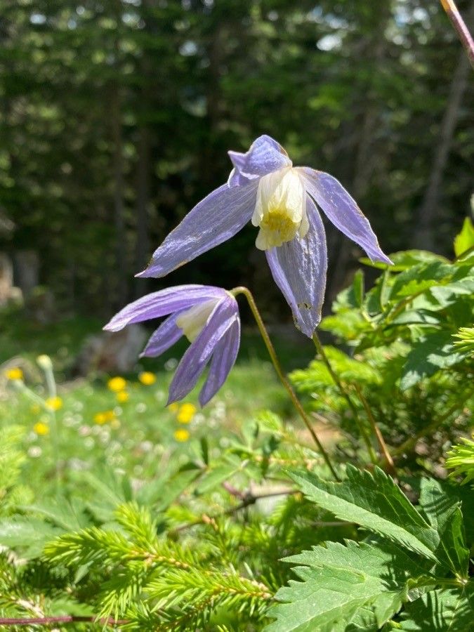 Clematis alpina flower