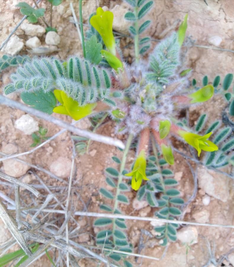 Astragalus caprinus flower