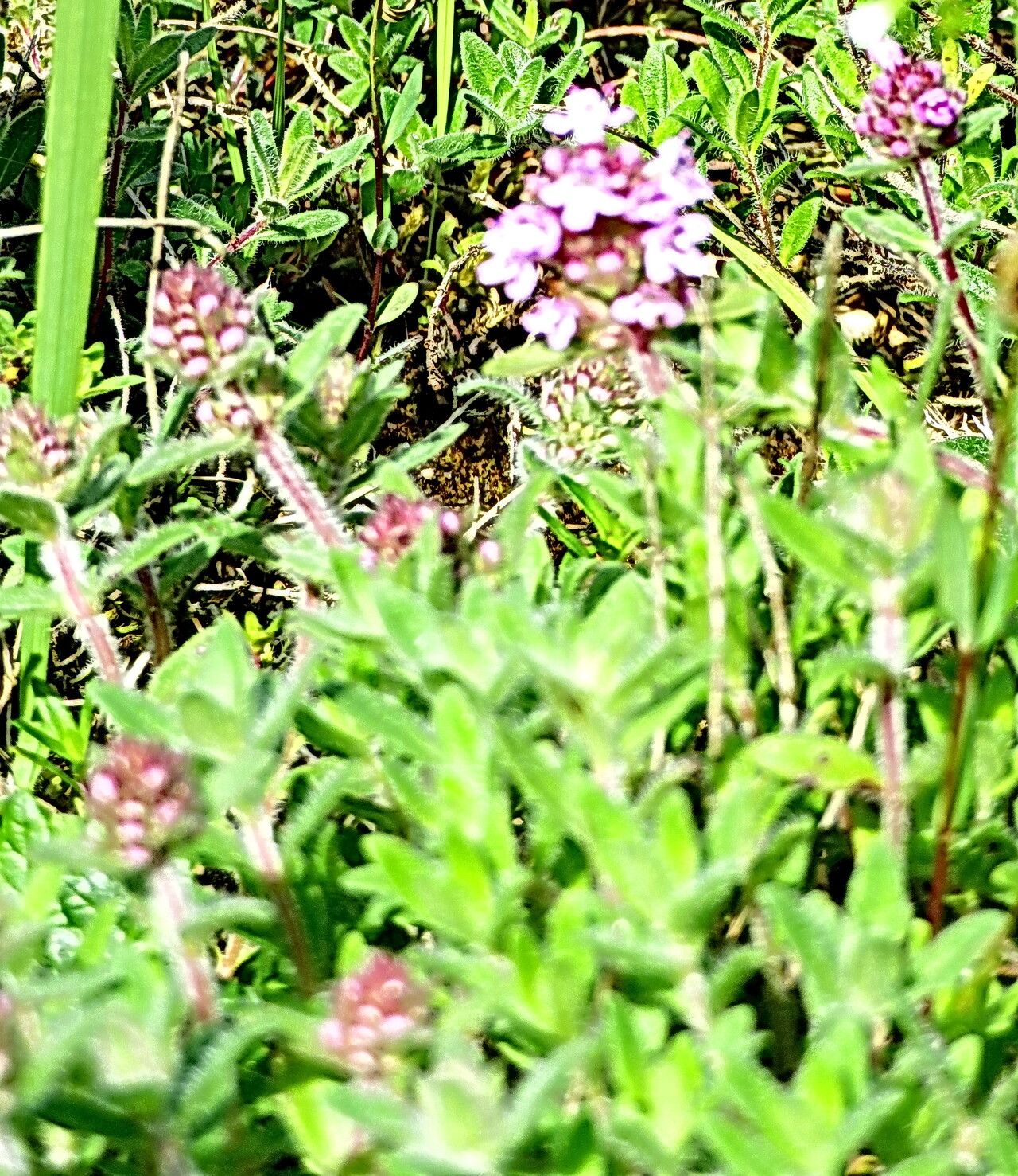 Thymus pannonicus flower