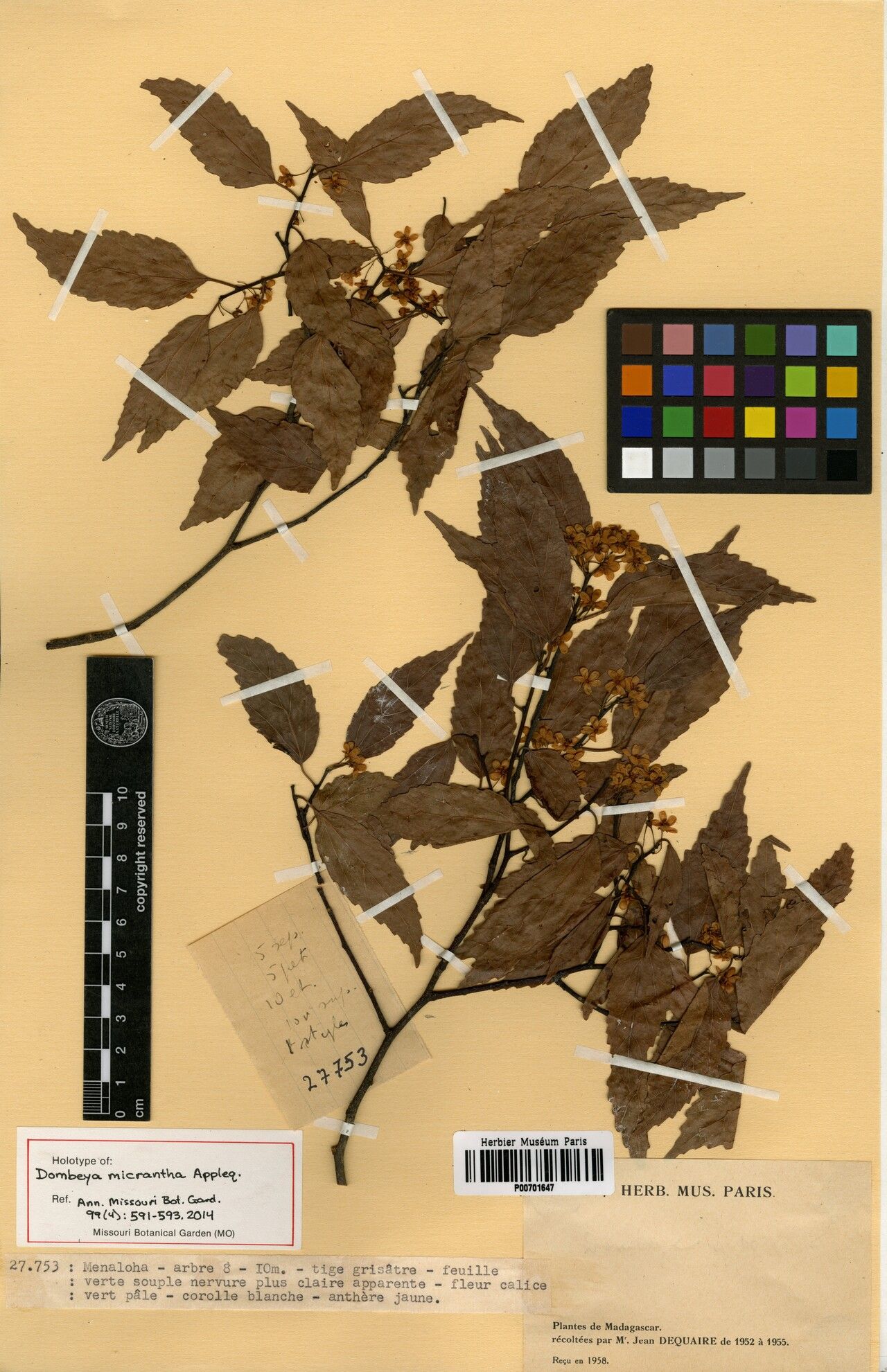 Dombeya micrantha — houseplant care guide