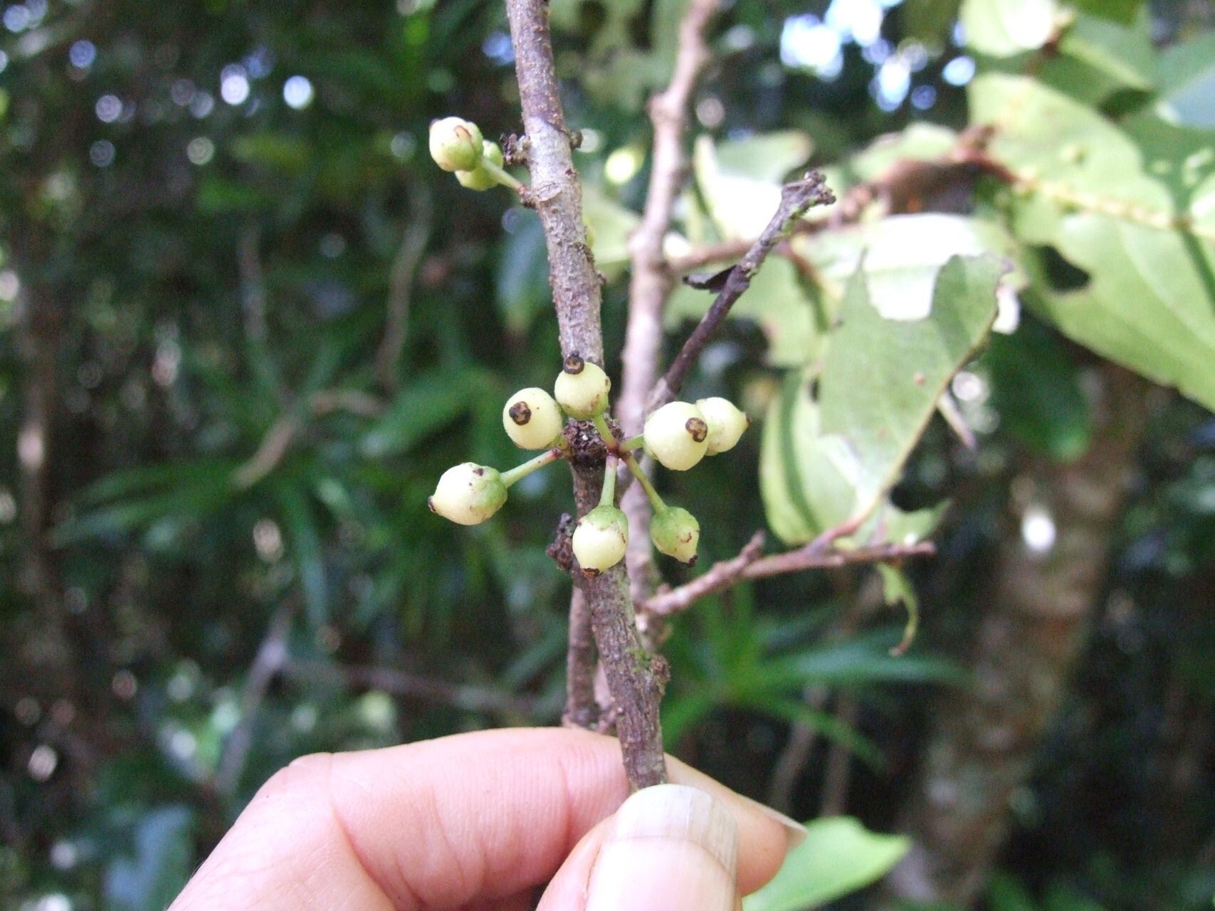 Lasiochlamys fasciculata fruit