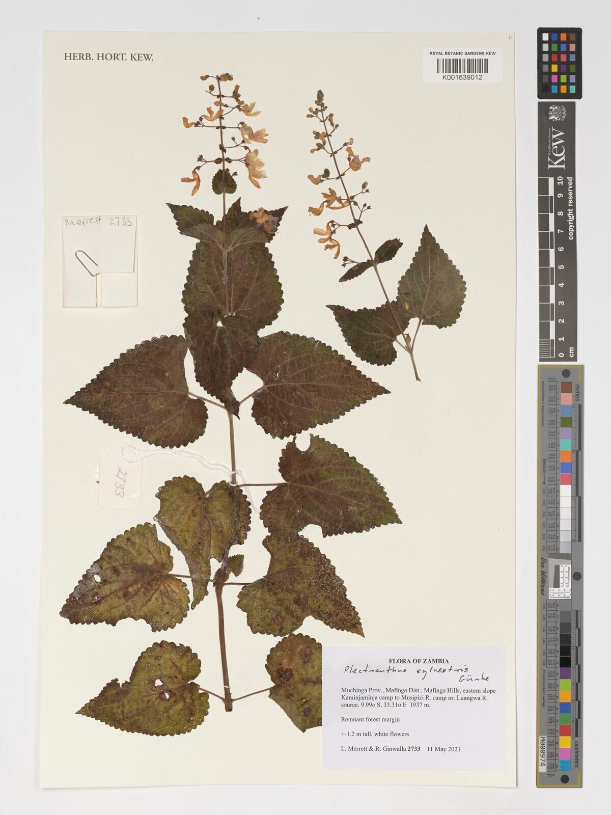 Coleus sylvestris — houseplant care guide