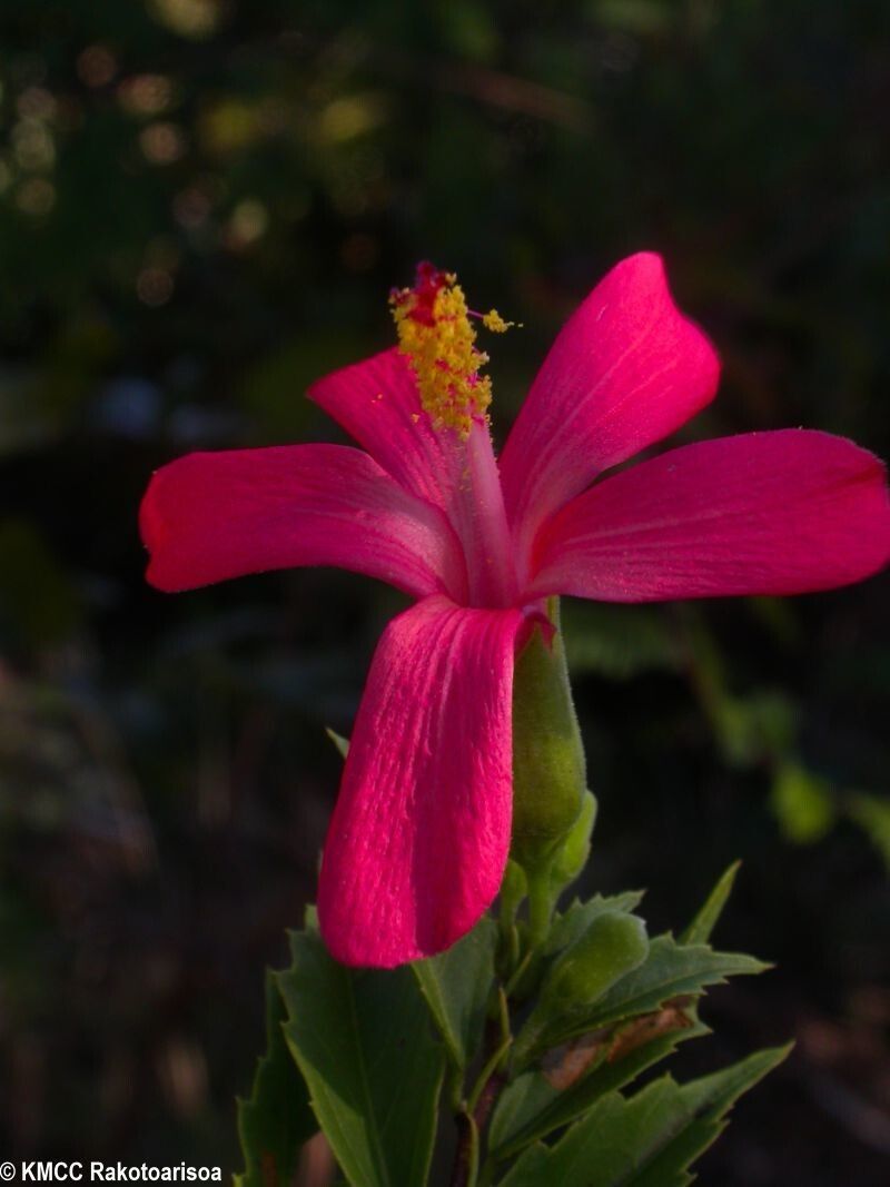 Hibiscus perrieri flower