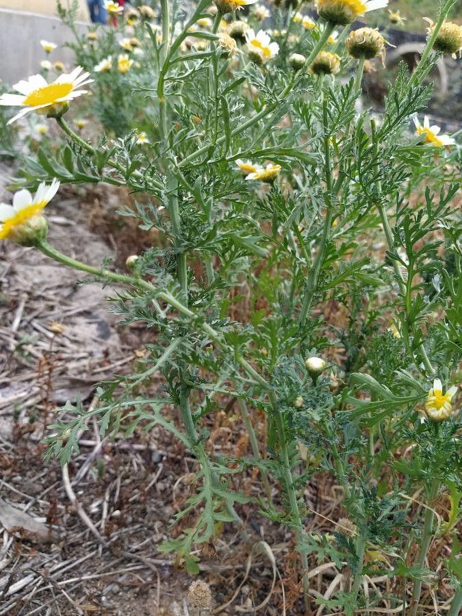 Argyranthemum filifolium — search result for 'Argyranthemum'