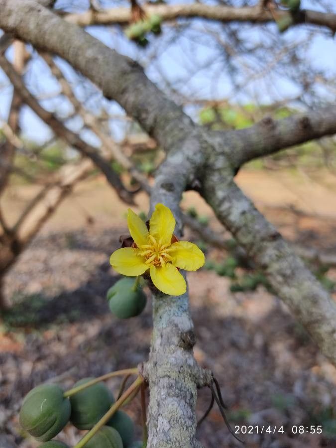 Dillenia pentagyna flower