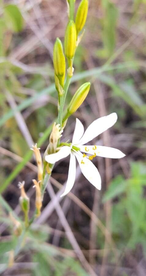 Echeandia ciliata — related species from the same genus