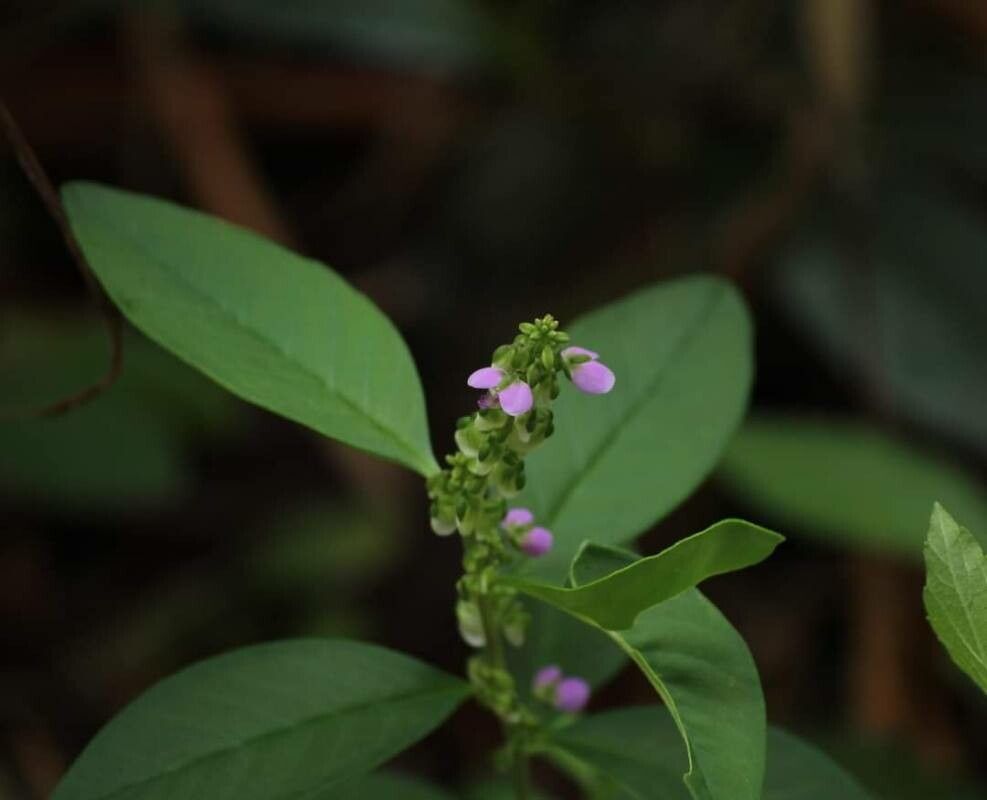 Polygala sphenoptera habit