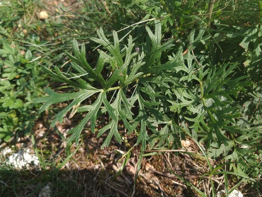 Anemone montana — search result for 'Anemone'