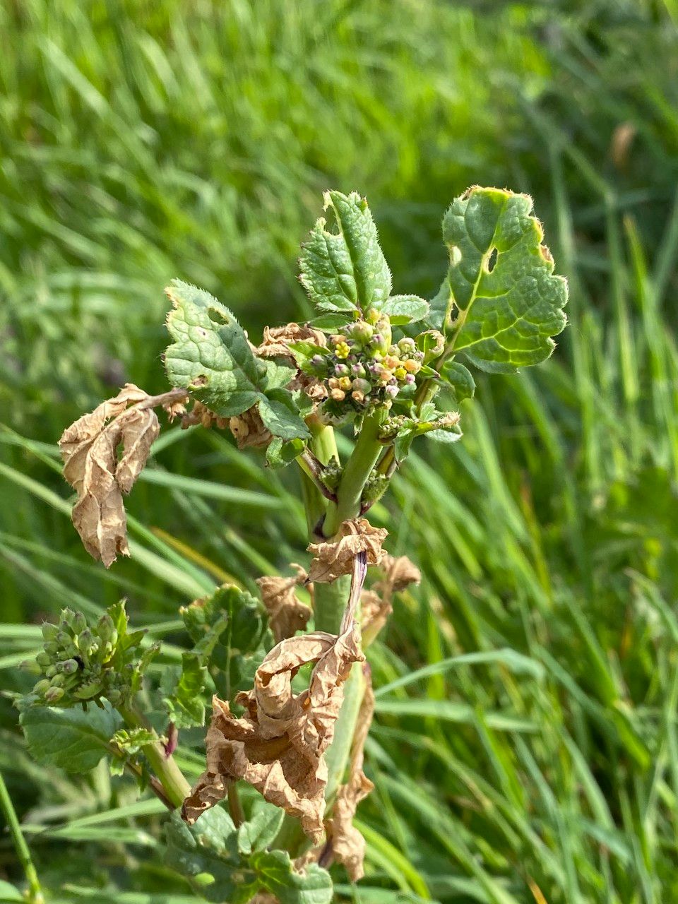 Raphanus sativus flower