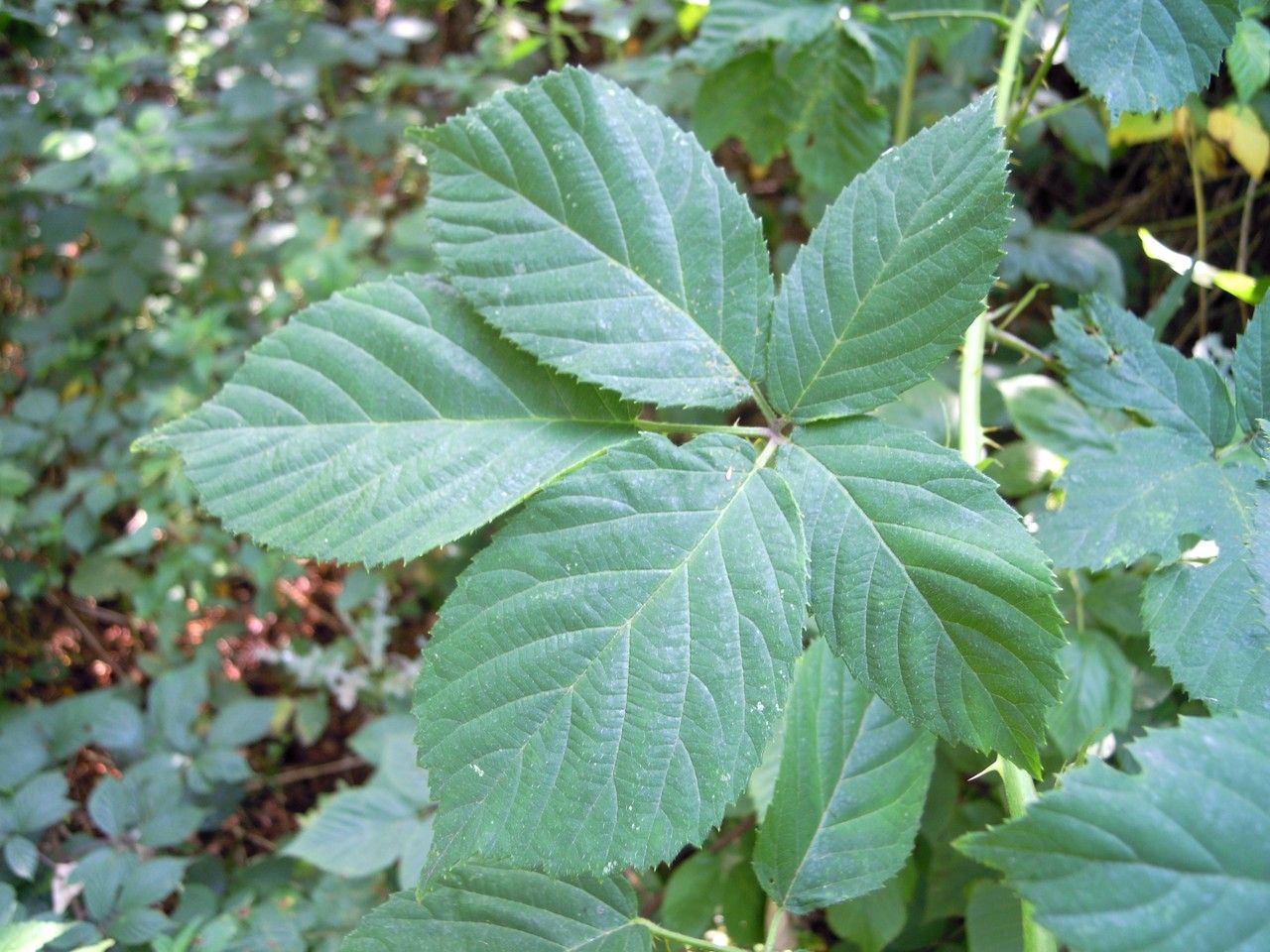 Rubus hypomalacus leaf