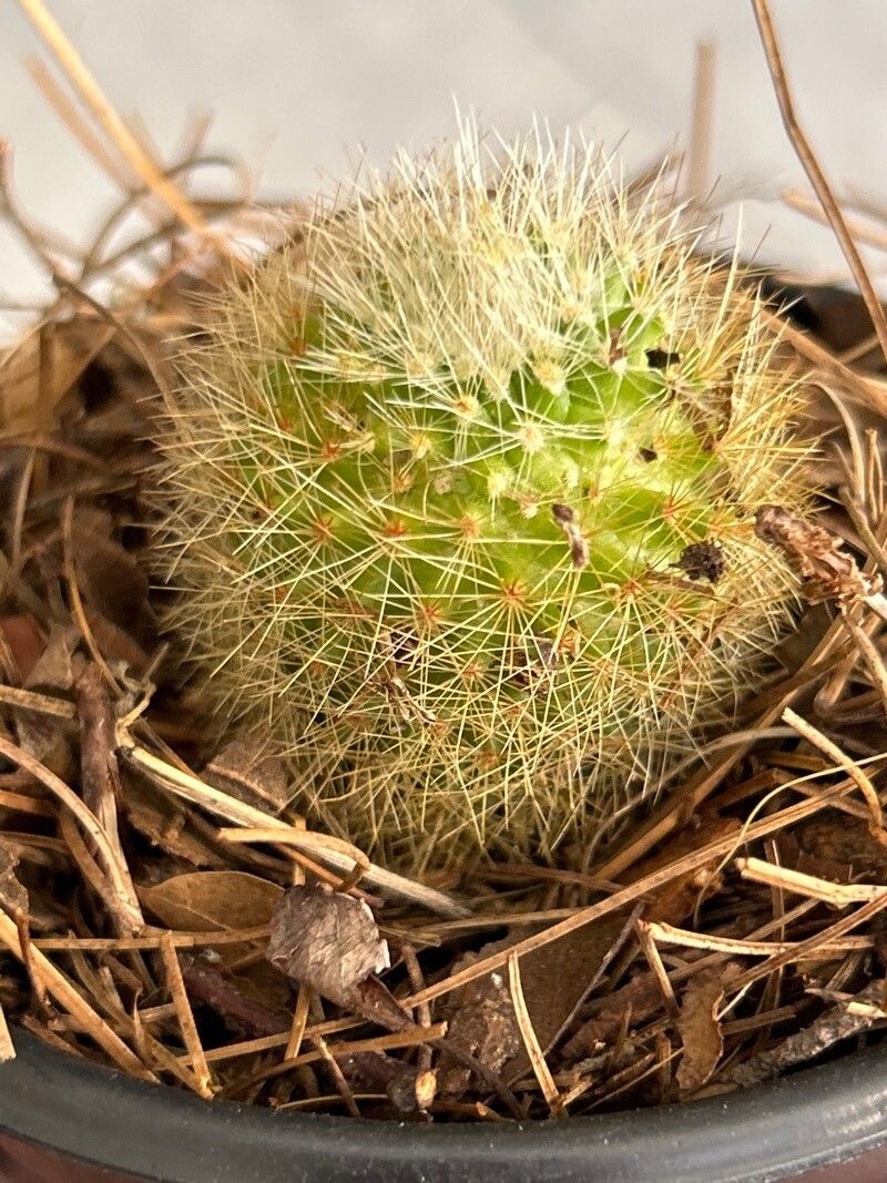 Cochemiea blossfeldiana — related species from the same genus