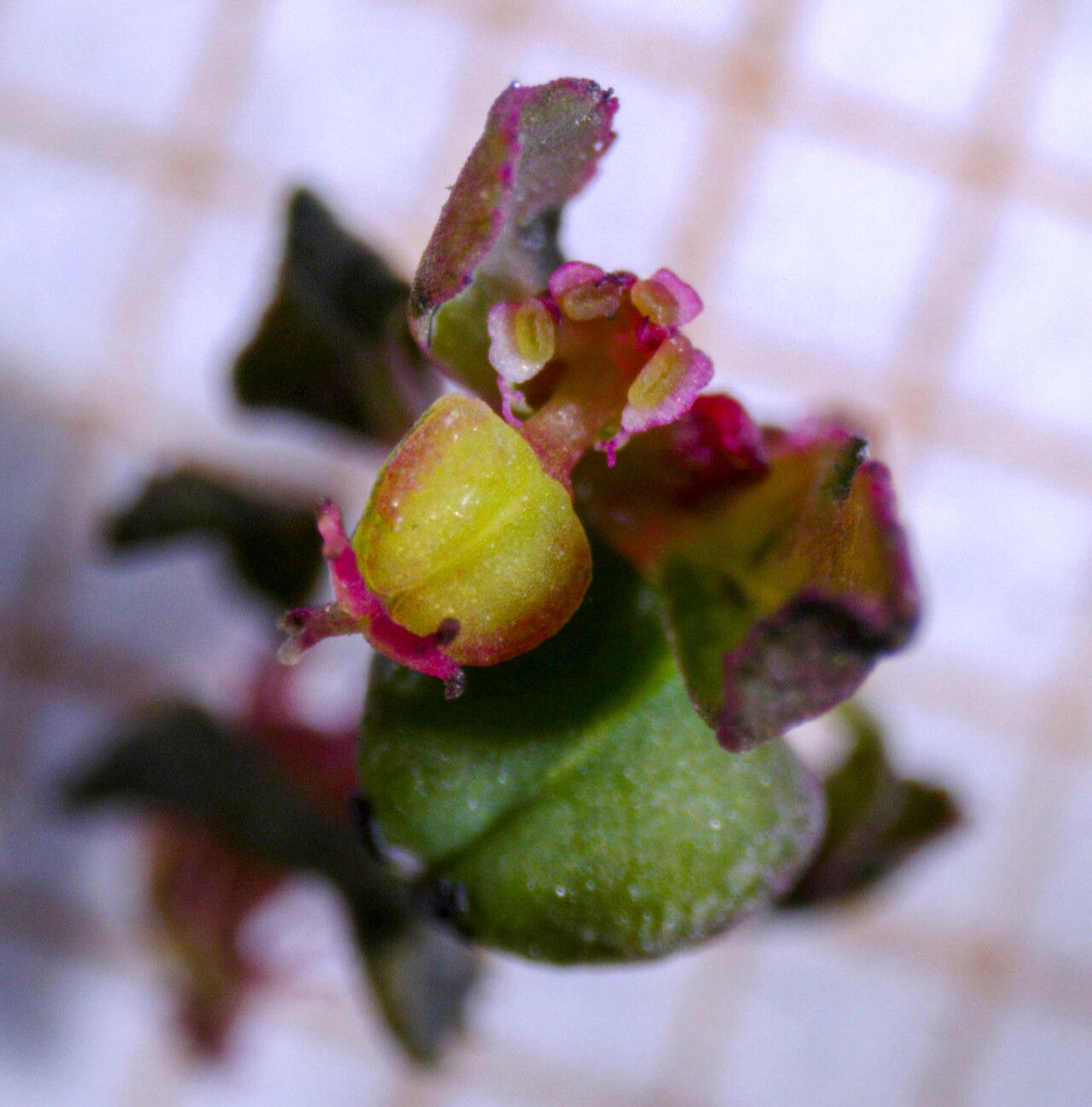 Euphorbia serpillifolia flower