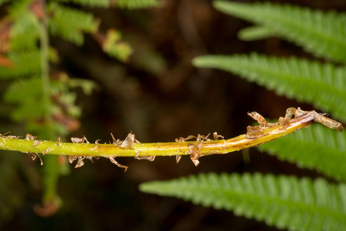 Thelypteris limbosperma bark