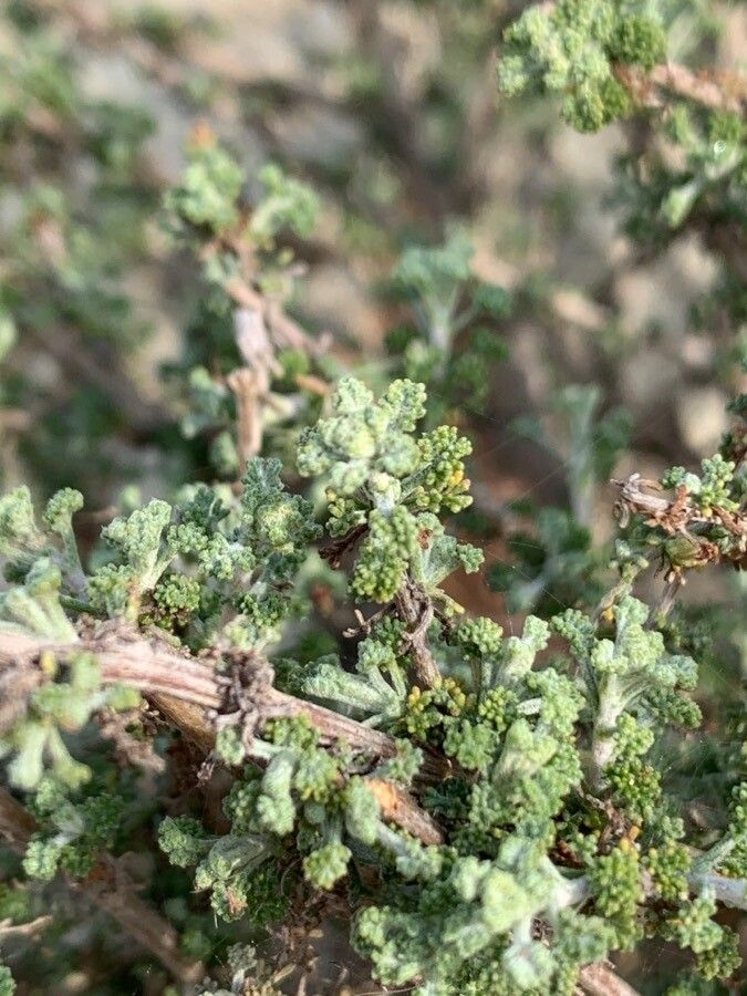 Herniaria fruticosa — houseplant care guide