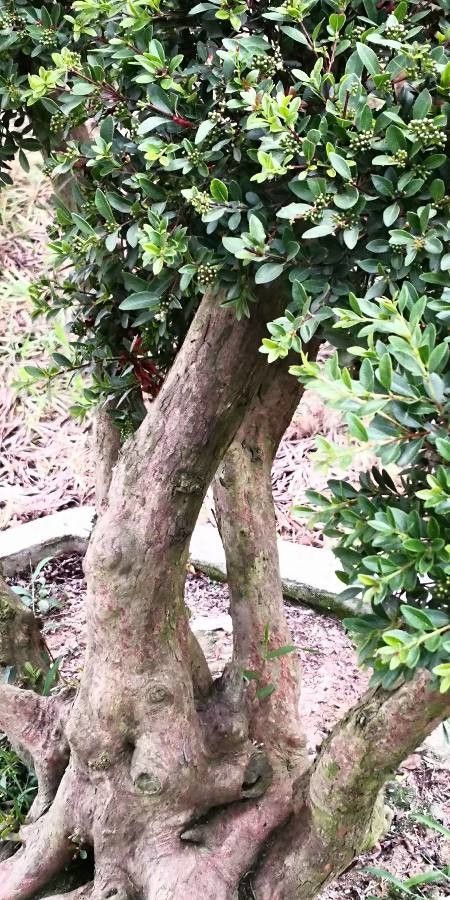 Syzygium buxifolium bark