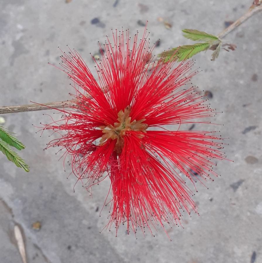 Calliandra tweedii flower