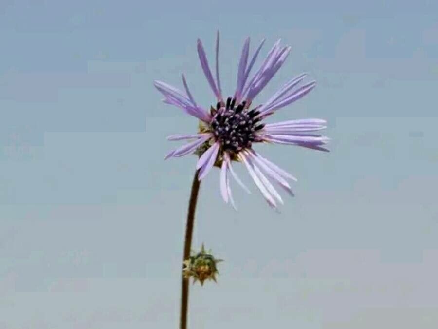 Volutaria lippii flower
