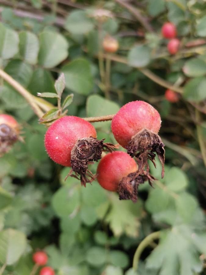 Rosa moschata fruit