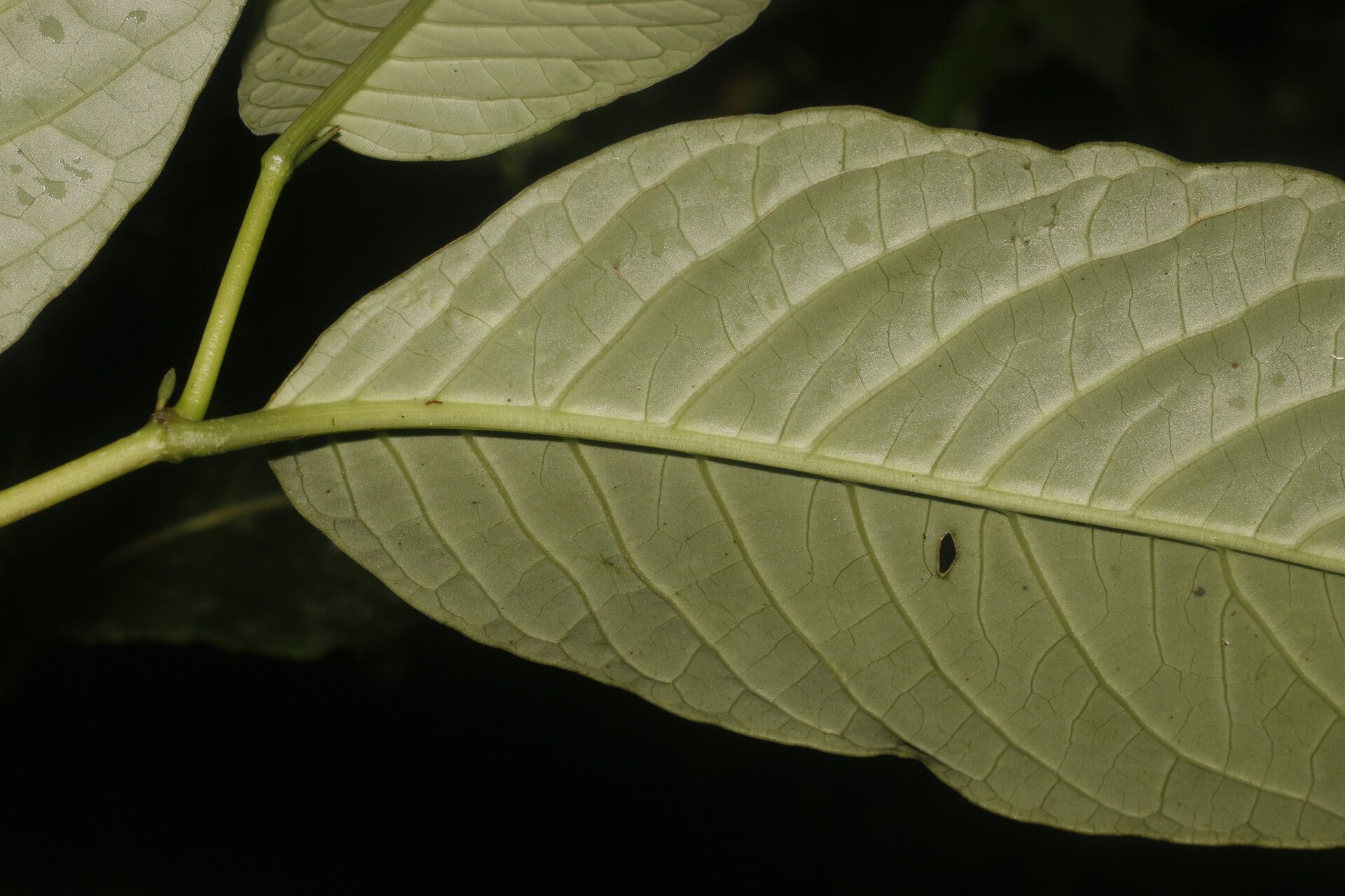 Piper pseudobumbratum — houseplant care guide