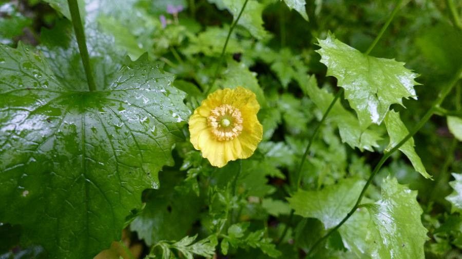 Papaver alpinum flower