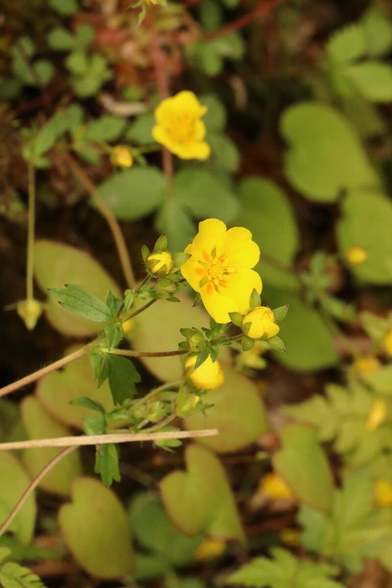 Potentilla togasii flower