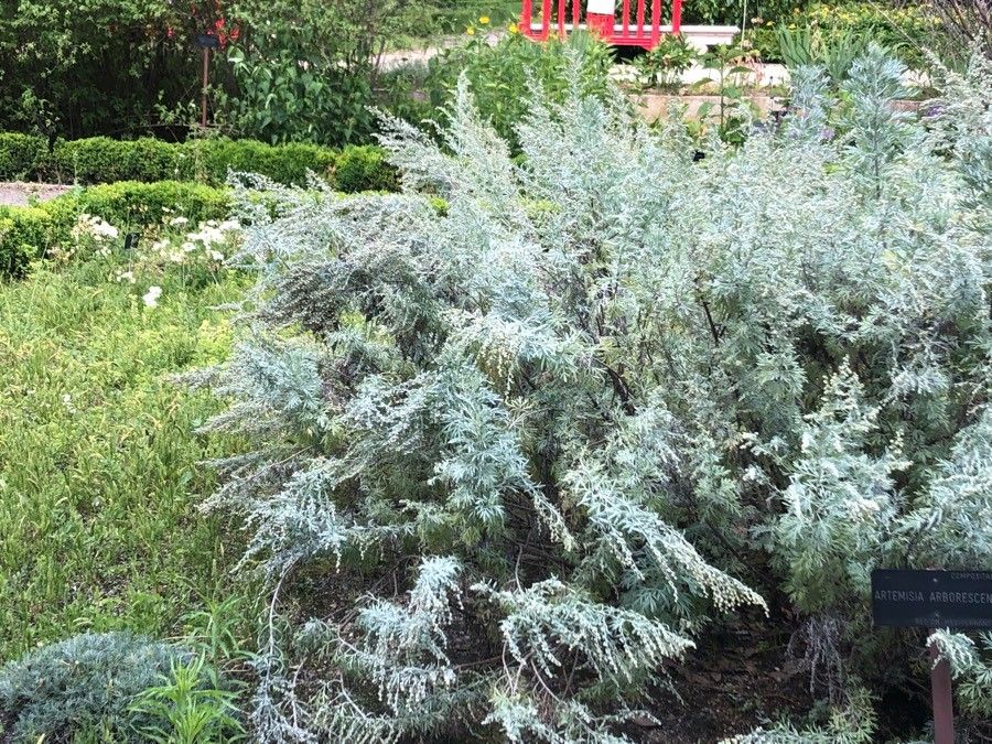 Artemisia arborescens leaf