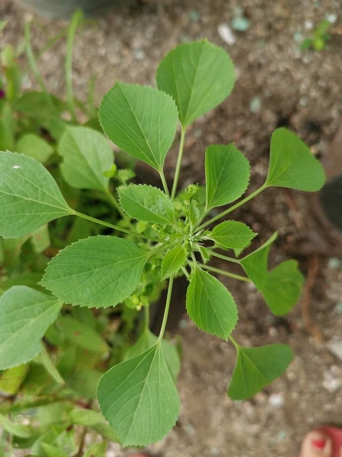 Acalypha indica — search result for 'Indonesia'