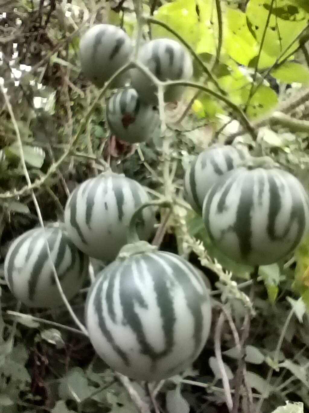 Solanum alternatopinnatum fruit