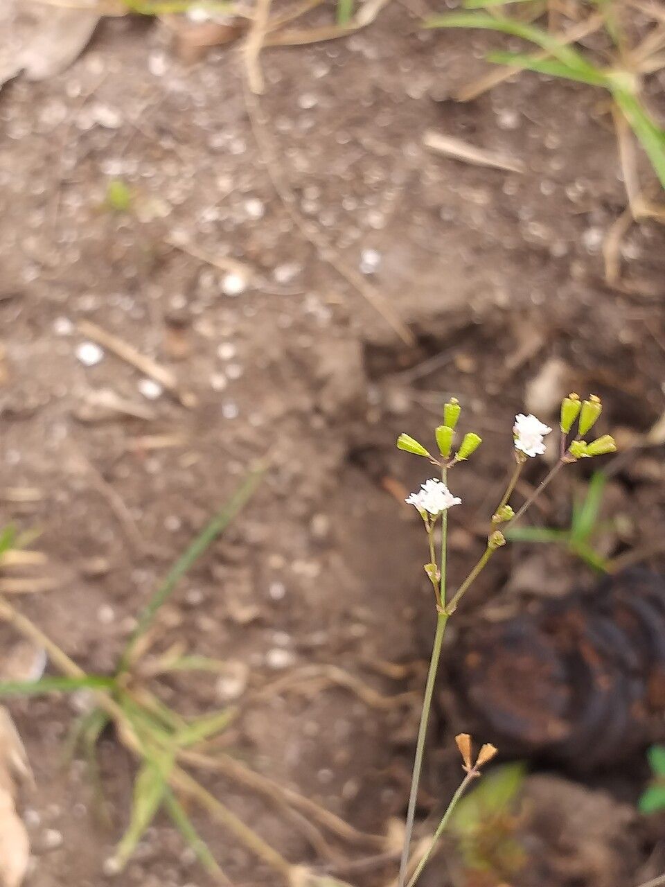 Boerhavia erecta fruit