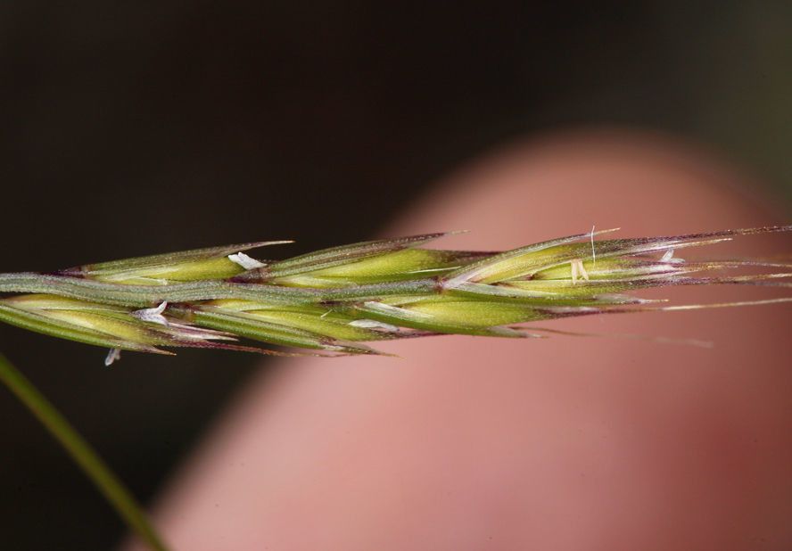 Vulpia microstachys fruit