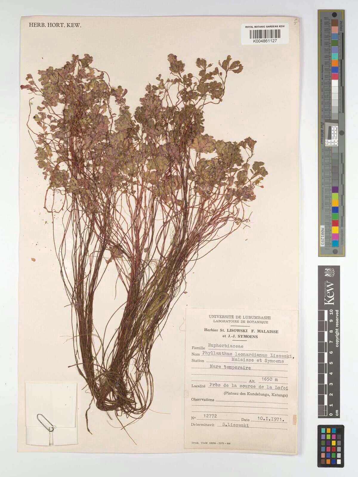 Phyllanthus leonardianus — houseplant care guide