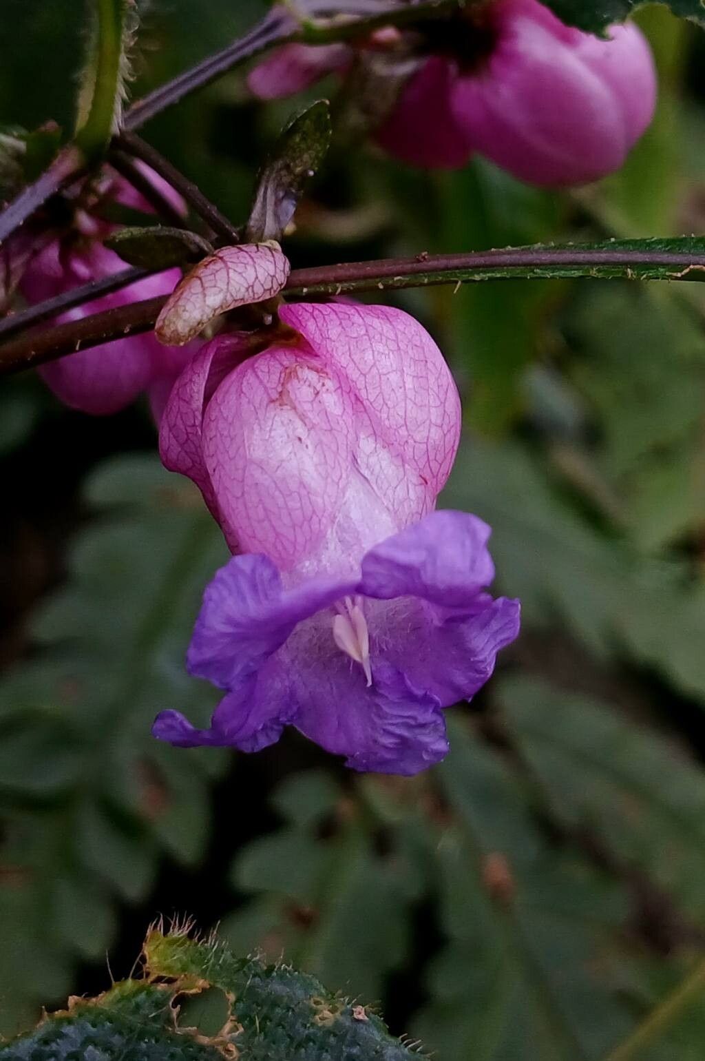 Strobilanthes lupulina flower