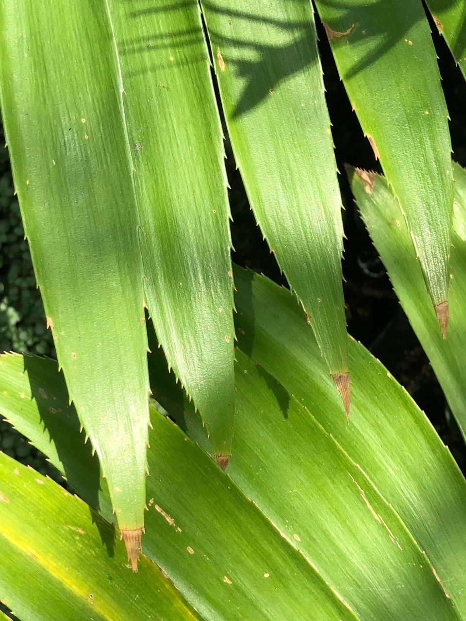 Zamia sandovalii habit