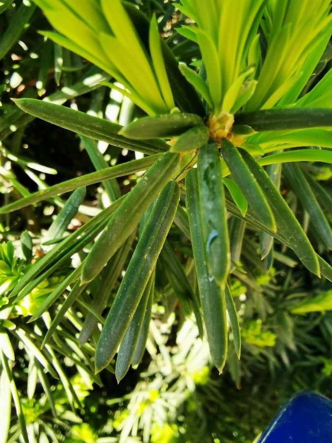 Keteleeria davidiana — search result for 'China and Vietnam'