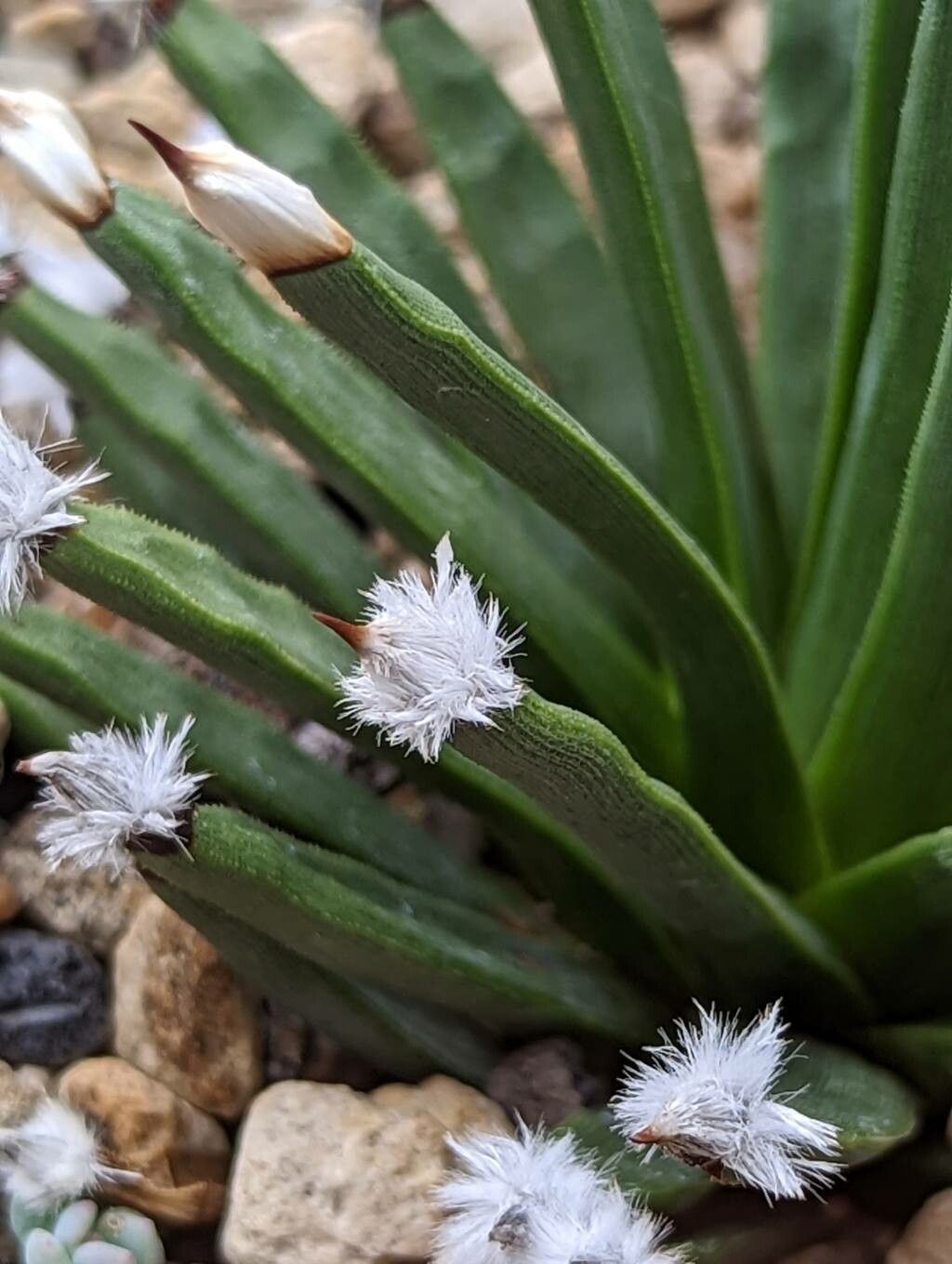 Agave albopilosa leaf