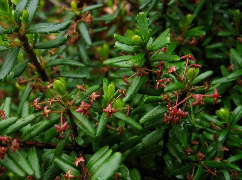 Paxistima canbyi habit