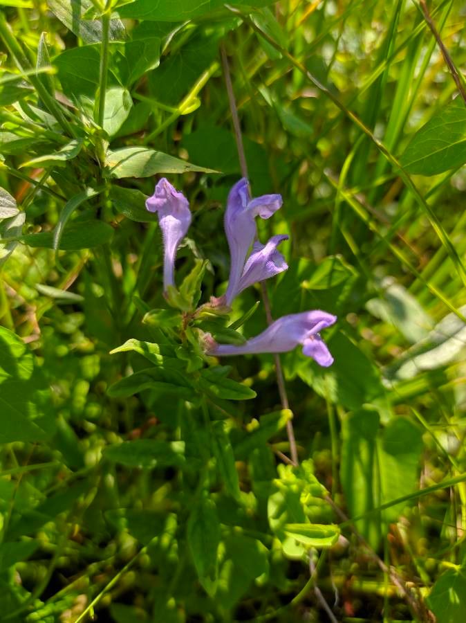 Scutellaria integrifolia flower