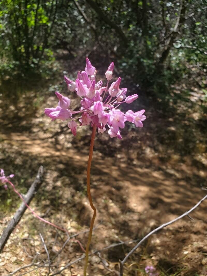 Dichelostemma volubile flower